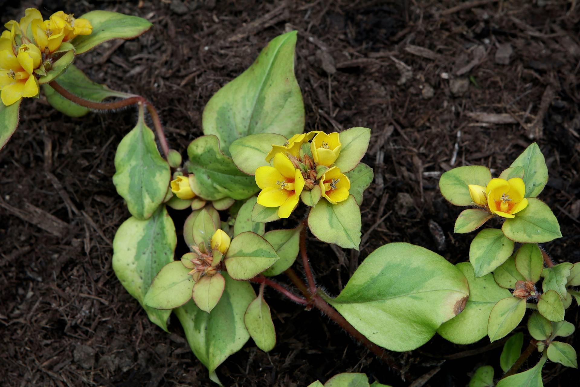 Photo of Golden Globes Loosestrife